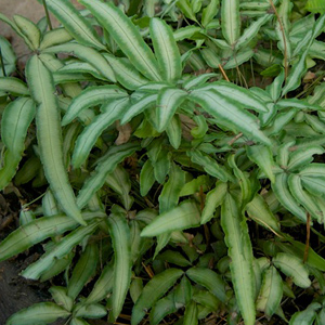 Ribbon Fern (Pteris cretica) 